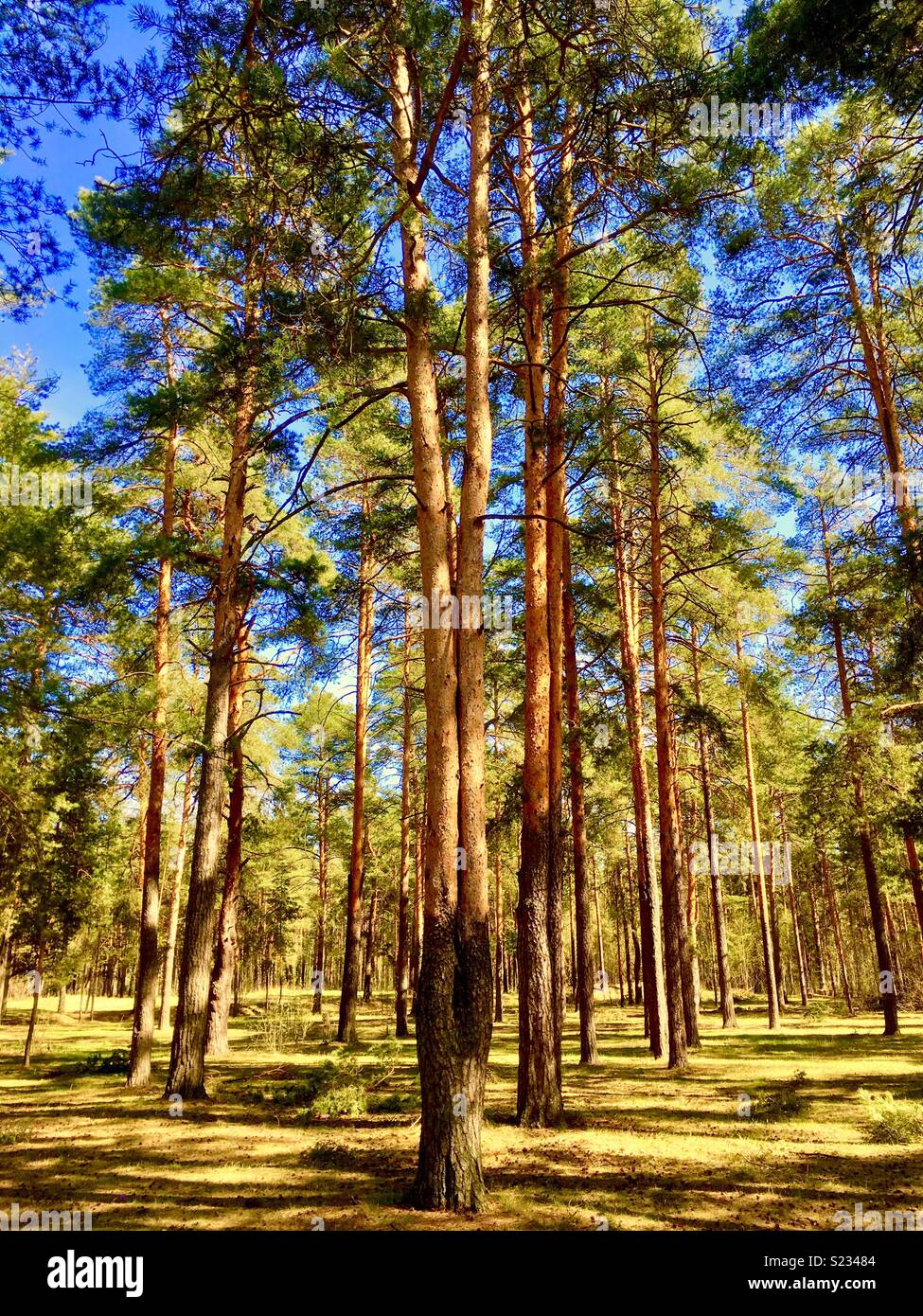 a sunny day in a spring forest - Smartphone Captured Stock Image
