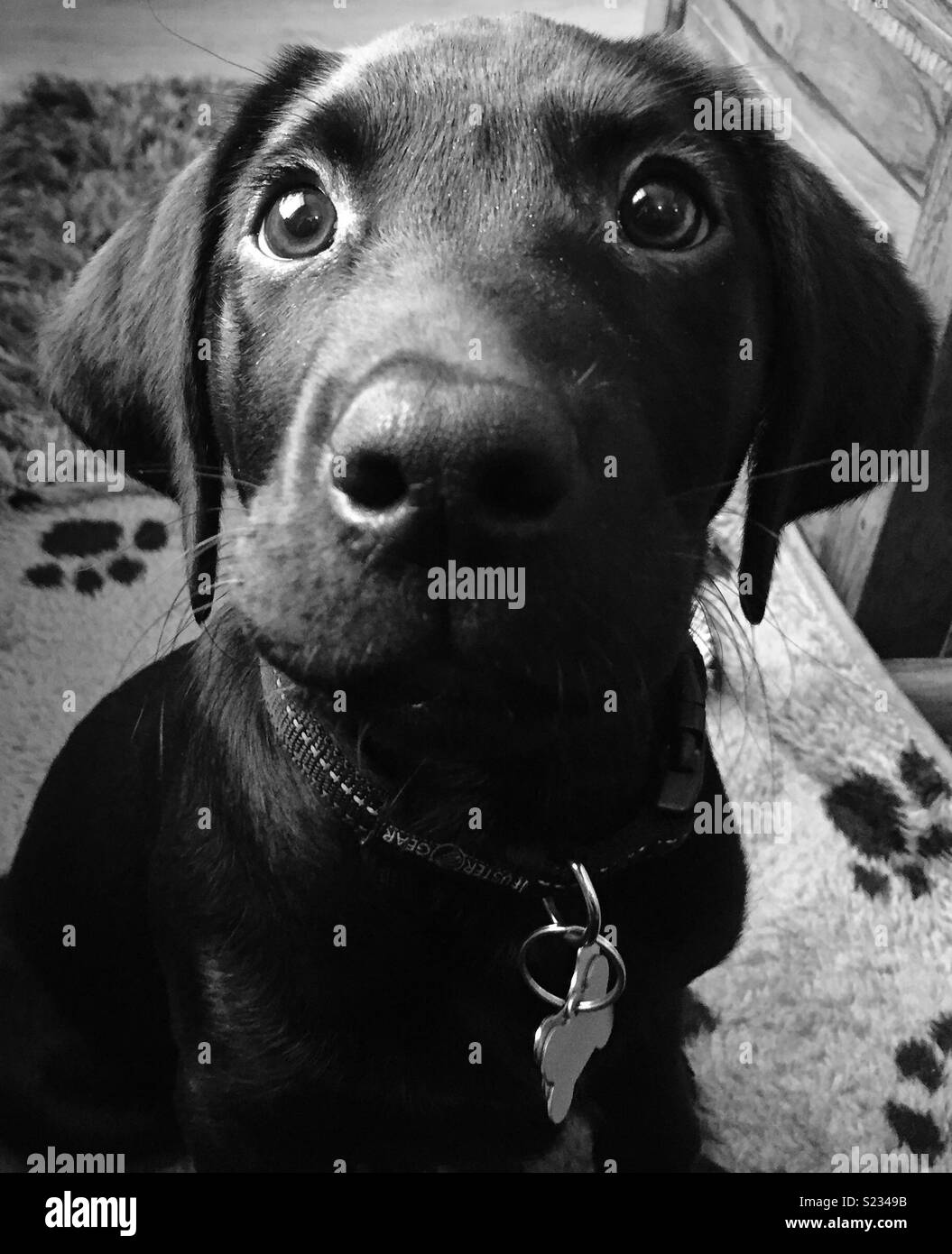 Black Labrador puppy with puppy dog eyes Stock Photo