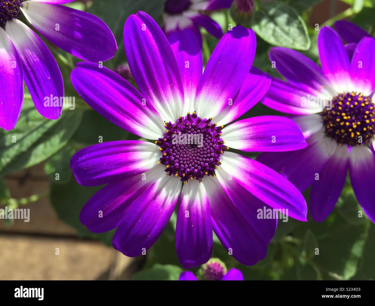 White flower with purple center hires stock photography and images Alamy