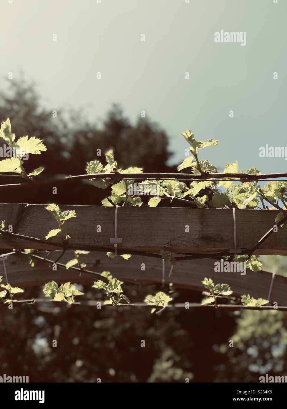 Grape vines in bloom Stock Photo