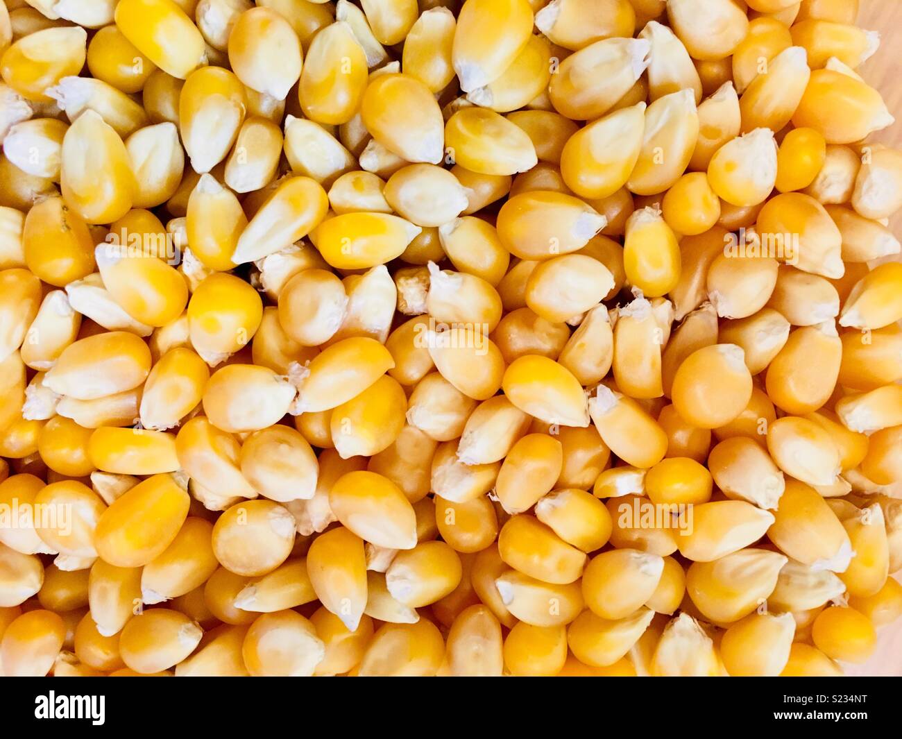 Sweet corn kernels Stock Photo