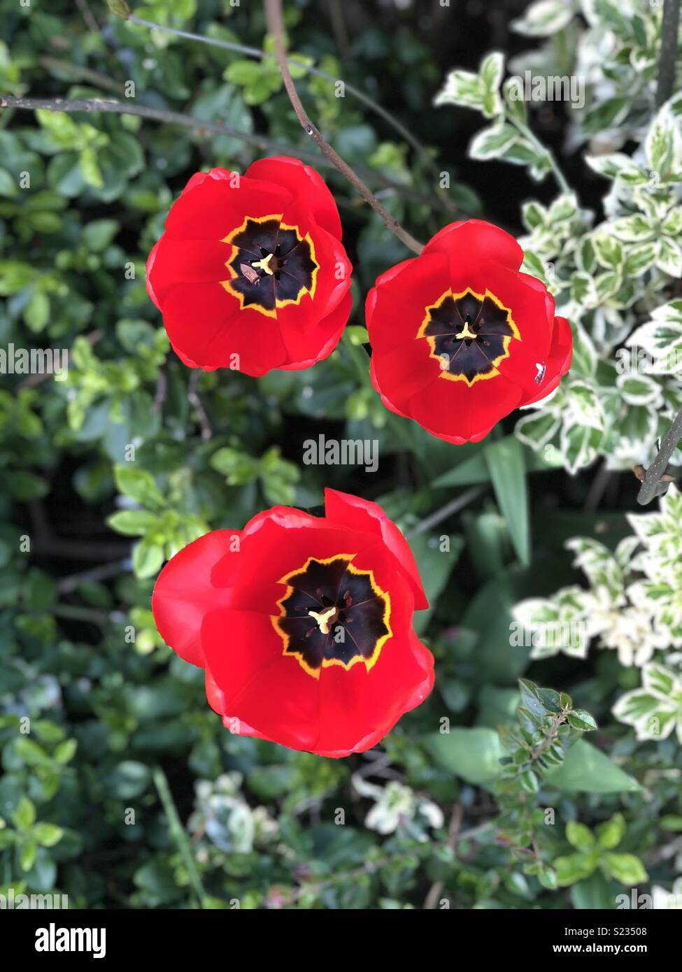 Flowers in bloom. Might be poppies Stock Photo Alamy