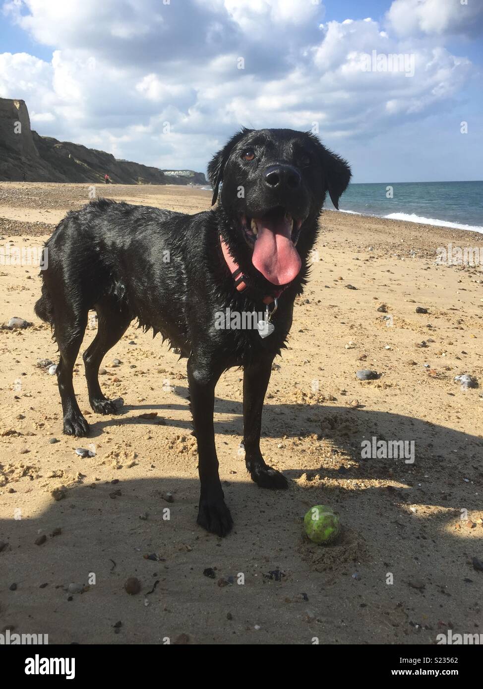 Black Labrador playing on a beach in Norfolk Stock Photo