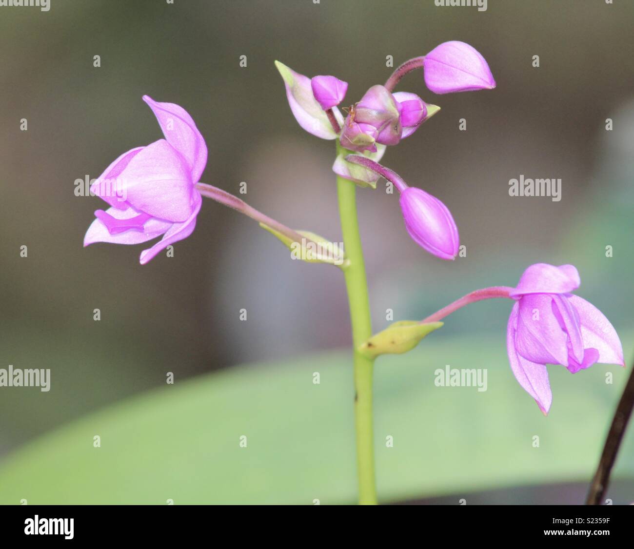 Pink flower beautiful hi-res stock photography and images - Alamy