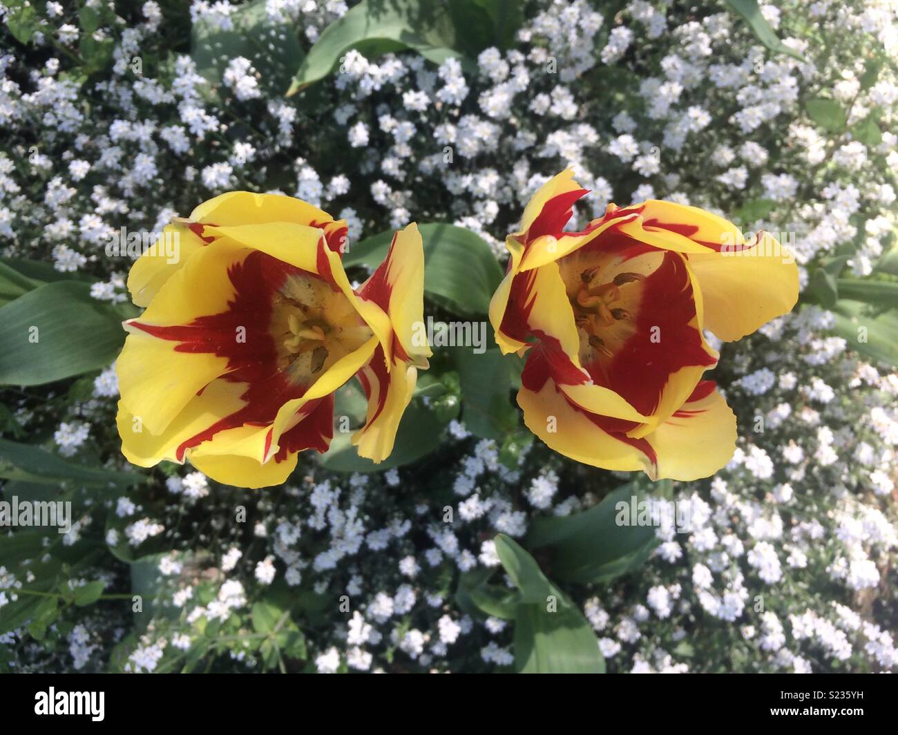 Tulips in embankment gardens london - Smartphone Captured Stock Image