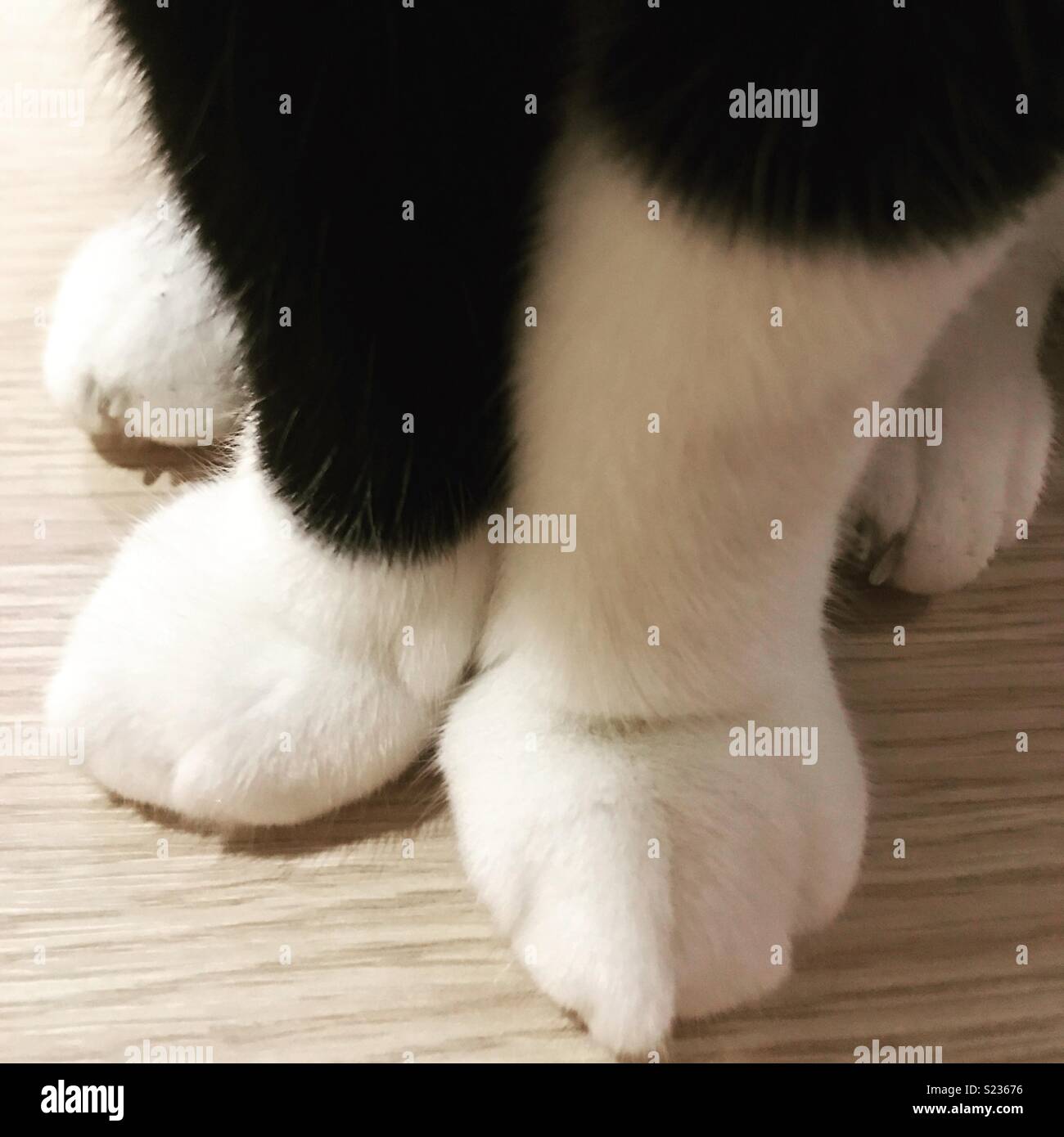 Cats paws Stock Photo Alamy