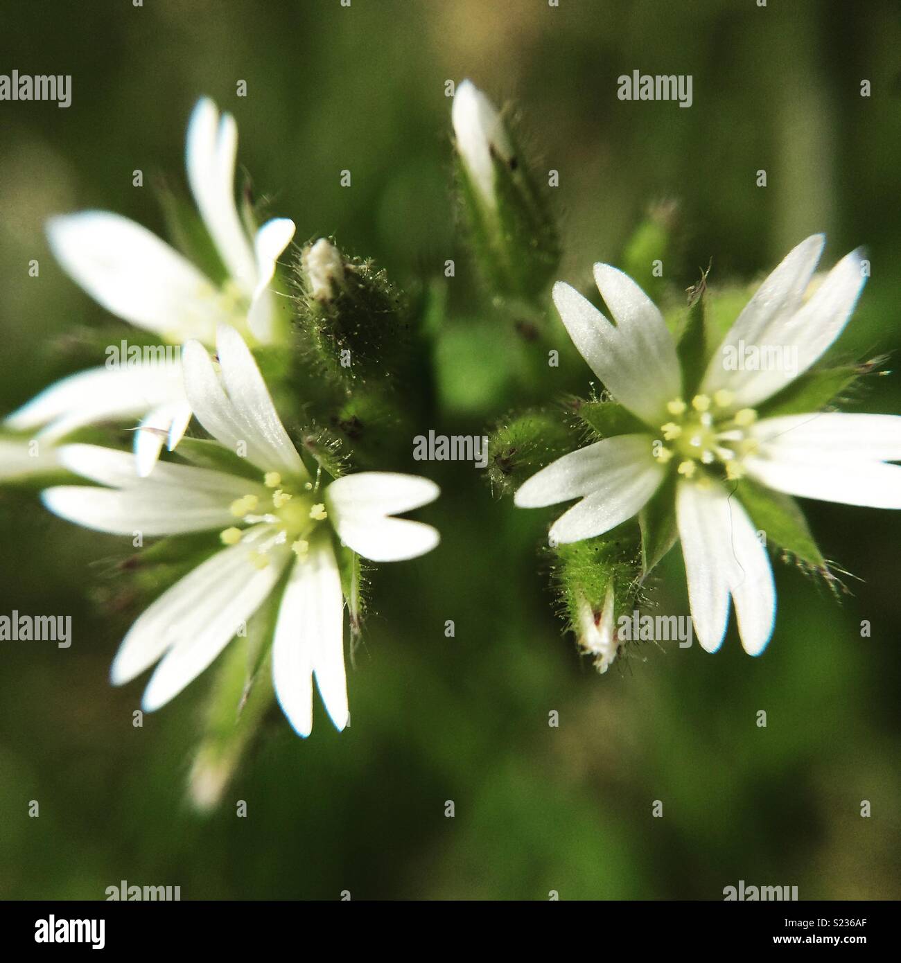 Wild flowers or weeds Stock Photo - Alamy