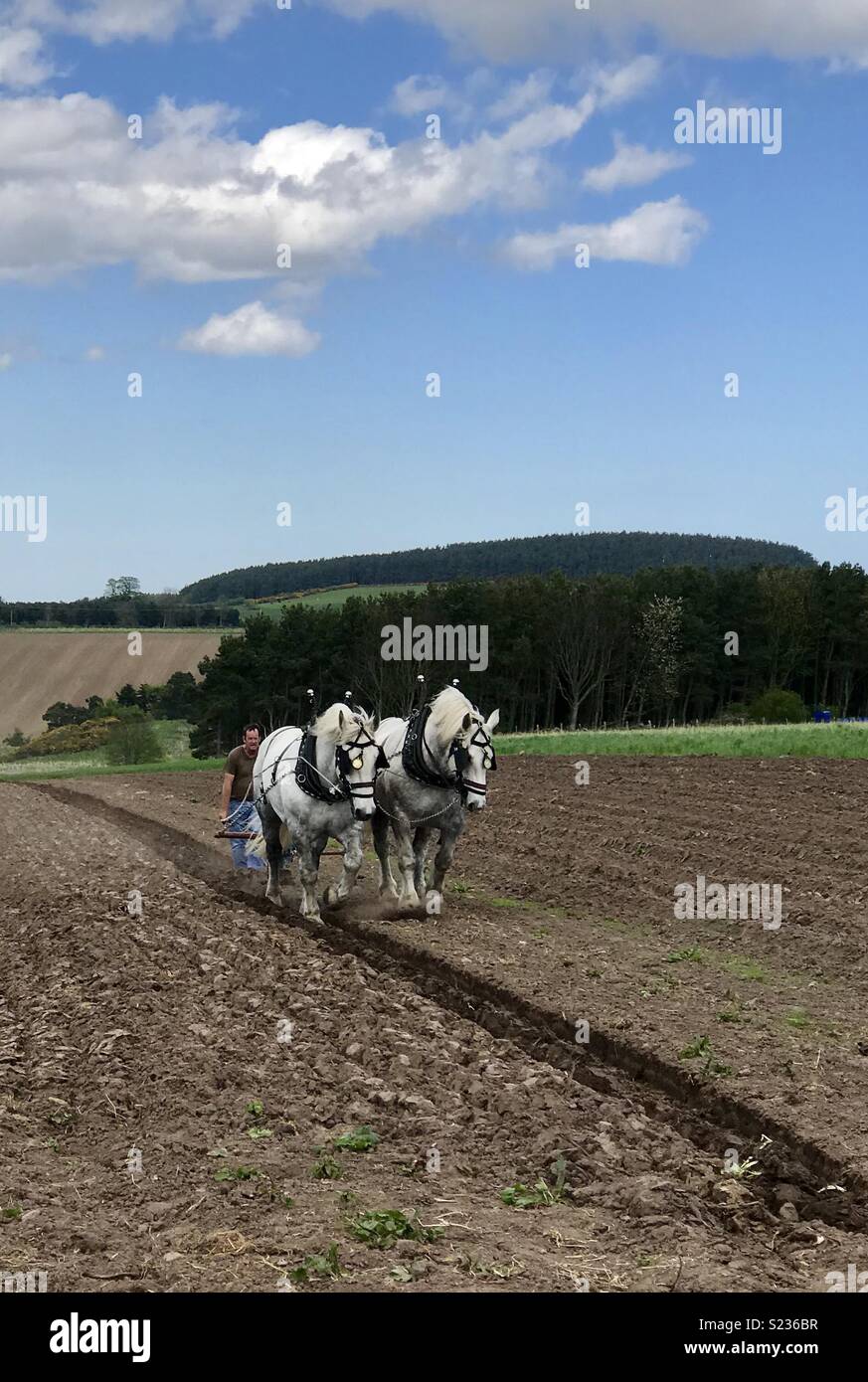 Heavy horses ploughing Stock Photo Alamy