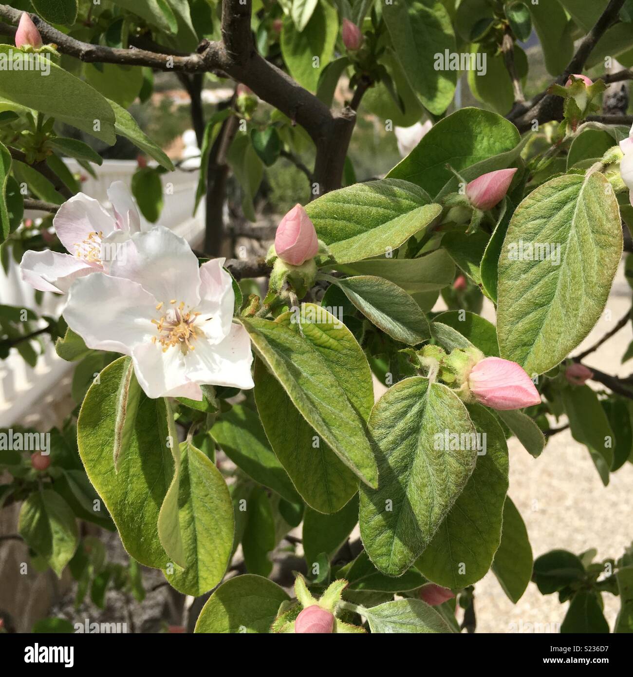 Quince tree hires stock photography and images Alamy