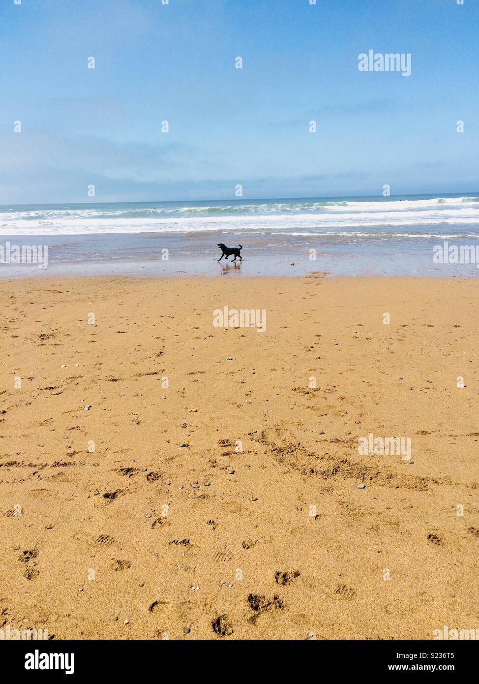 Dog on a beach Stock Photo