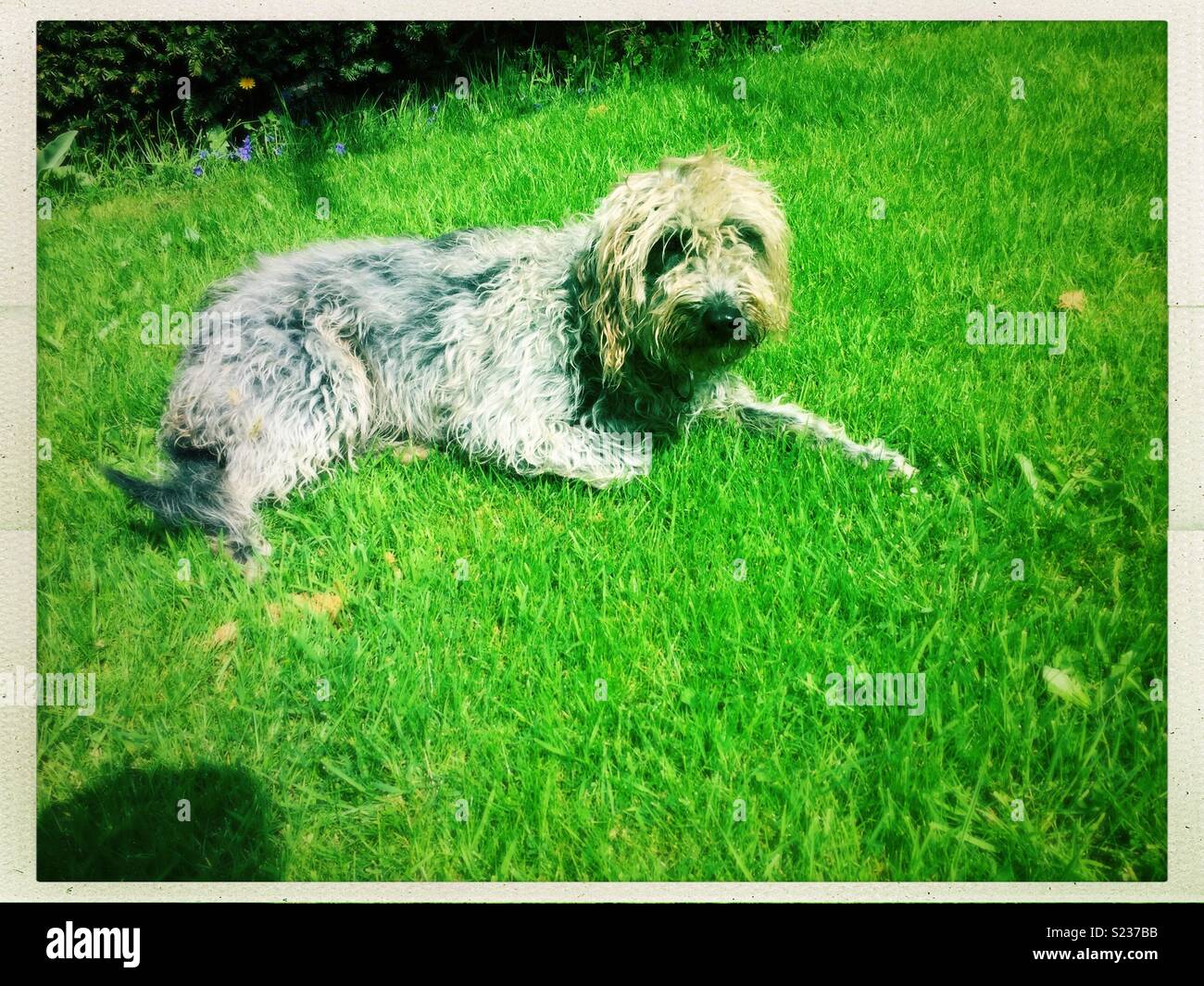 Shaggy dog on grass lawn in summer. - Smartphone Captured Stock Image
