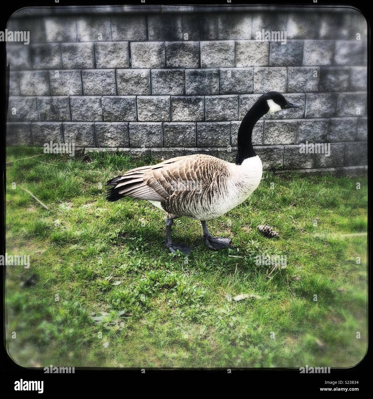 Canada goose in front of brick wall - Smartphone Captured Stock Image