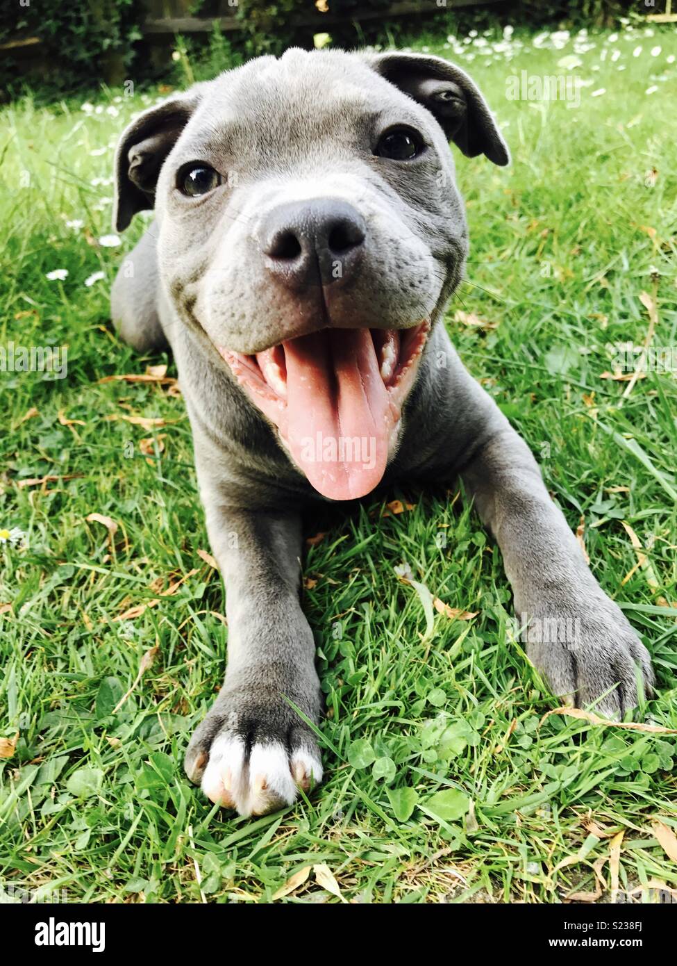 irish blue staffy puppy