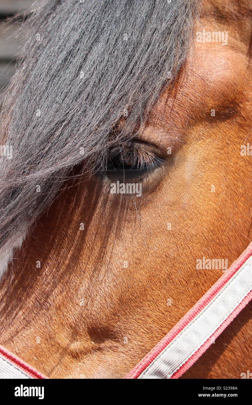 Horses face and eye Stock Photo