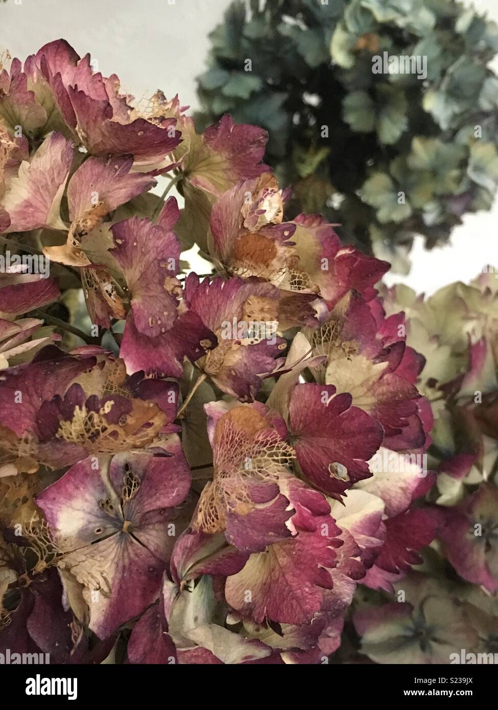 Dried Hydrangea Flowers Close Up Stock Photo, Picture and Royalty Free  Image. Image 95817368.
