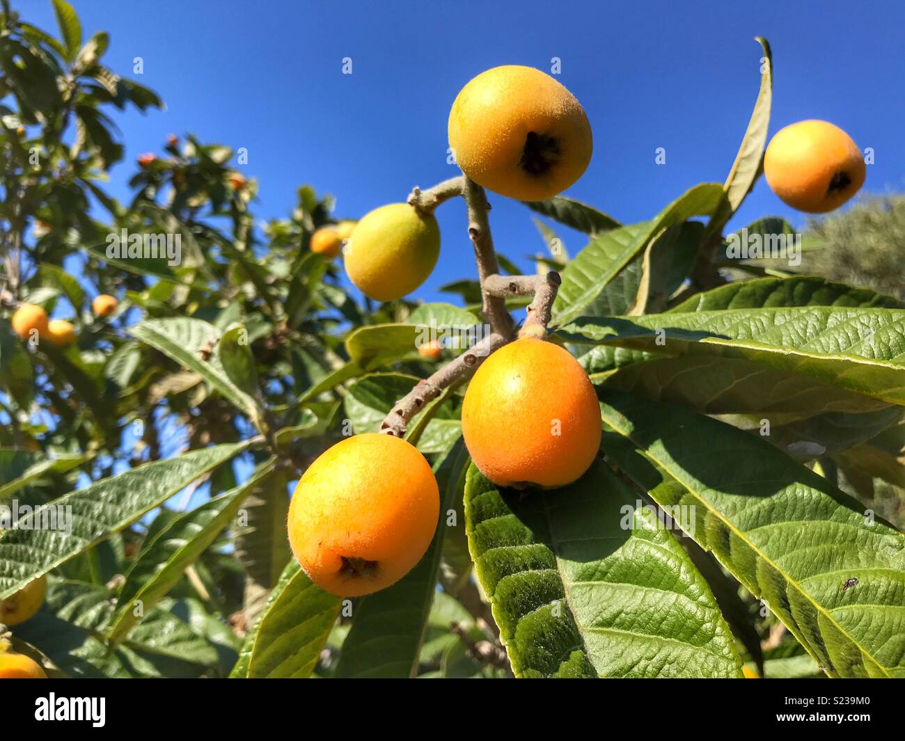 Nispero also known as Japanese loquat or Medlar. Fruit ripening on the tree in Spain. - Smartphone Captured Stock Image