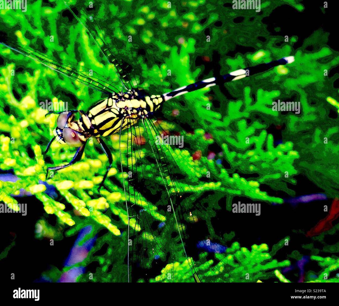 Malaysian Dragonfly Stock Photo