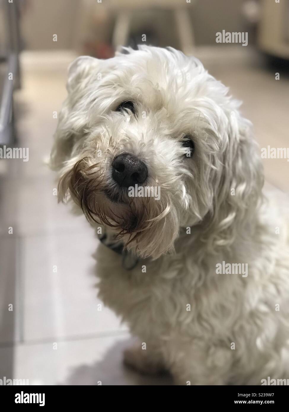 bichon frise westie mix