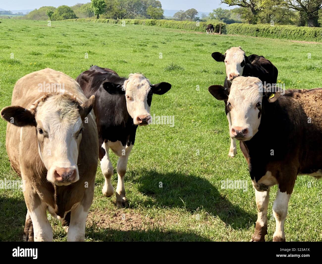 Cows in field Stock Photo