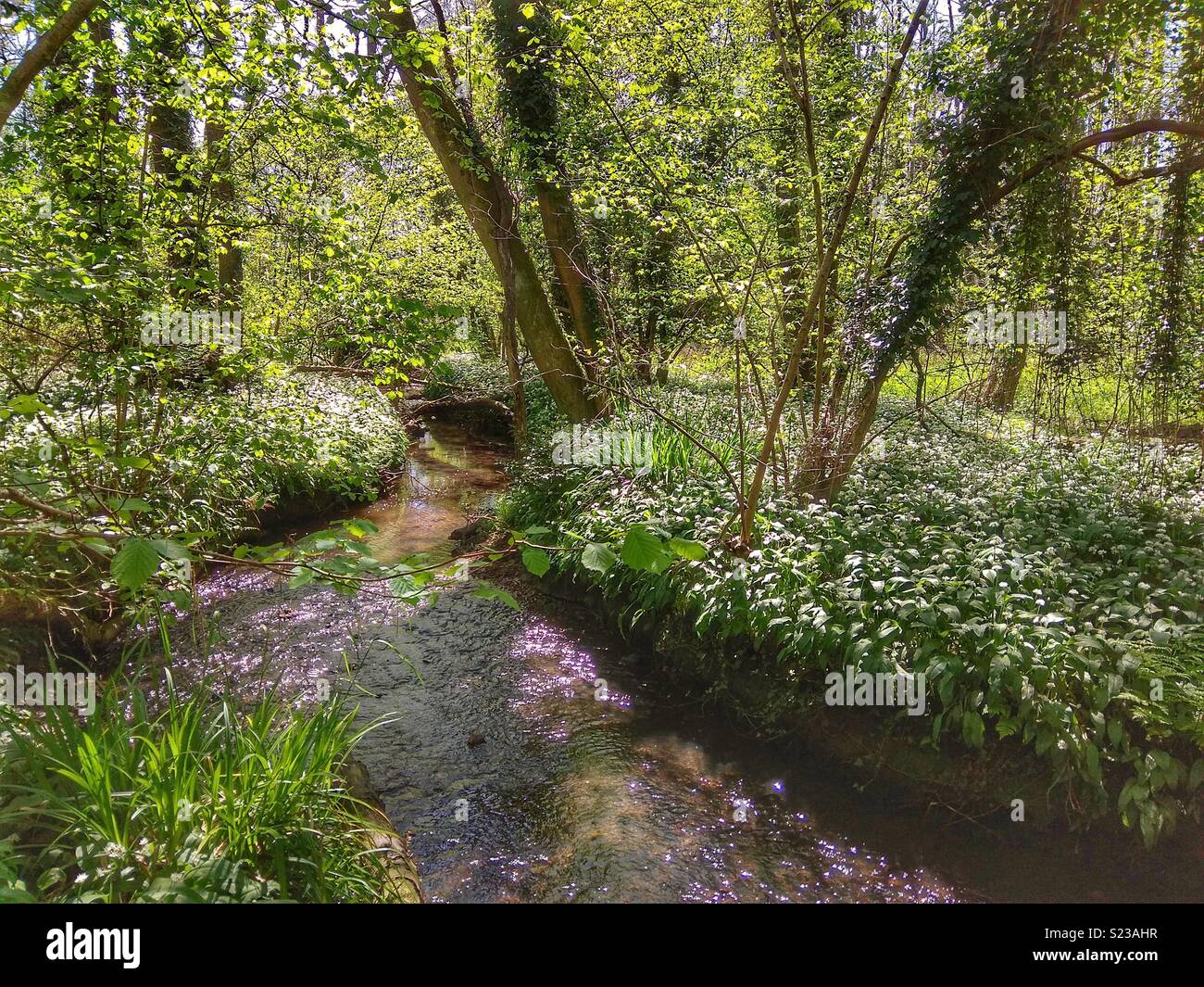Garlic flowers bordering Stream - Smartphone Captured Stock Image