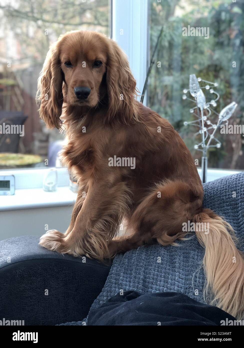 Red english hotsell cocker spaniel