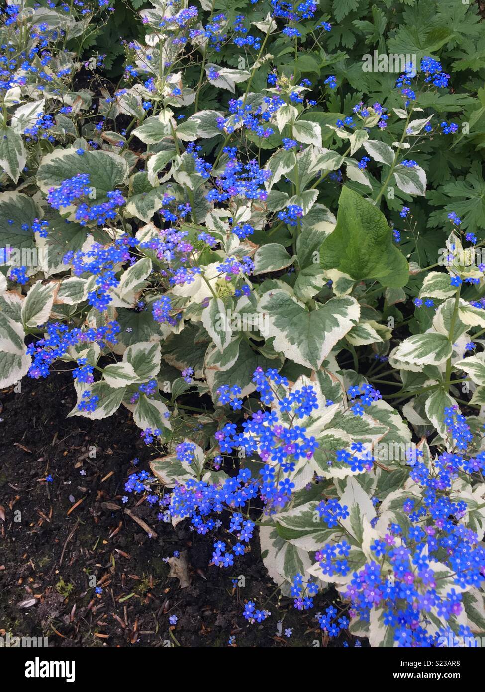 Forget-me-nots amongst variegated Hosta Stock Photo