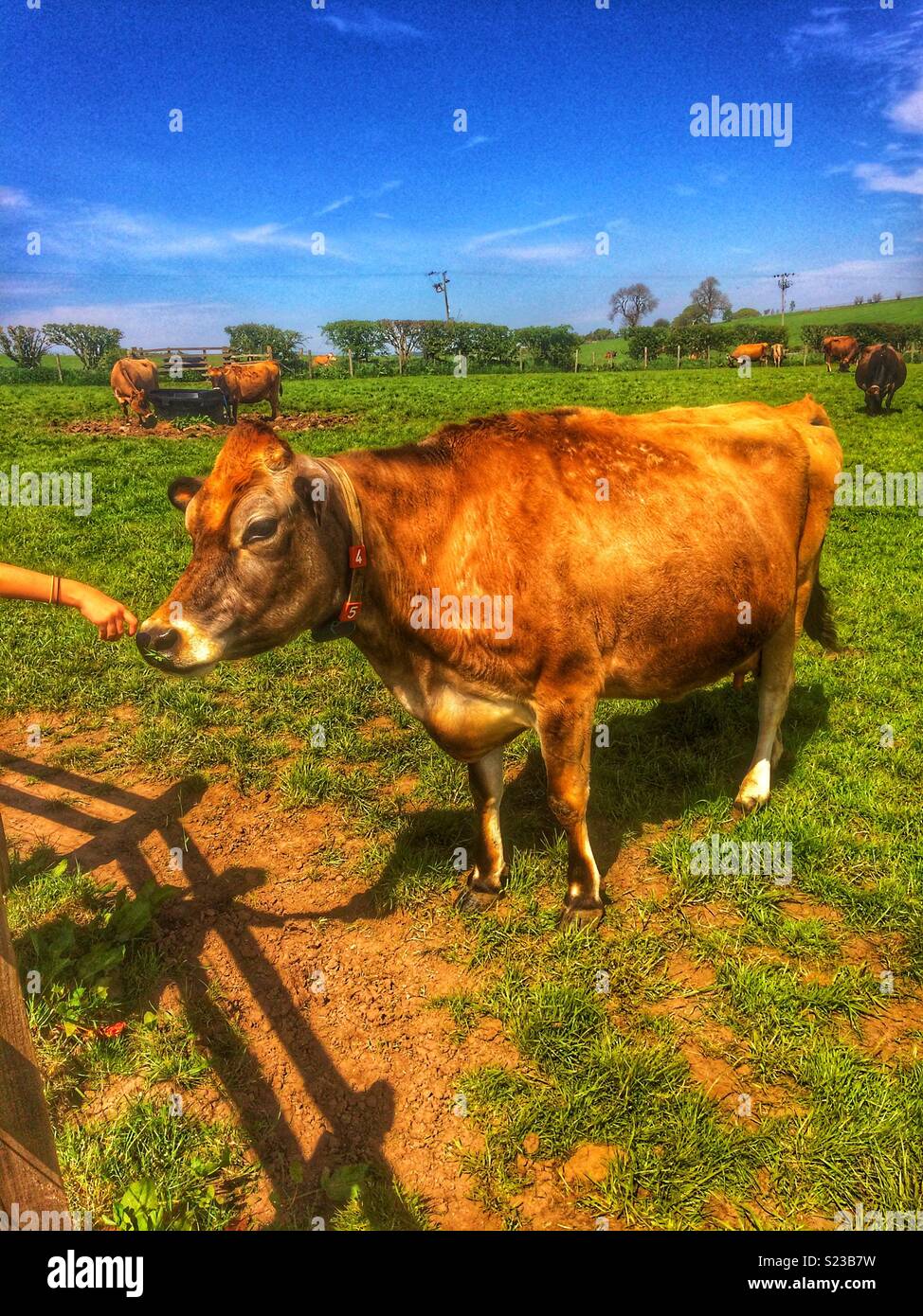 Jersey cow jersey hi-res stock photography and images - Alamy