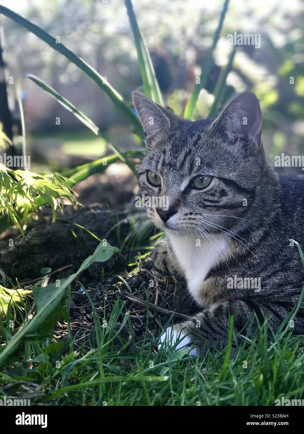 Cute cat laying down in the grass Stock Photo - Alamy