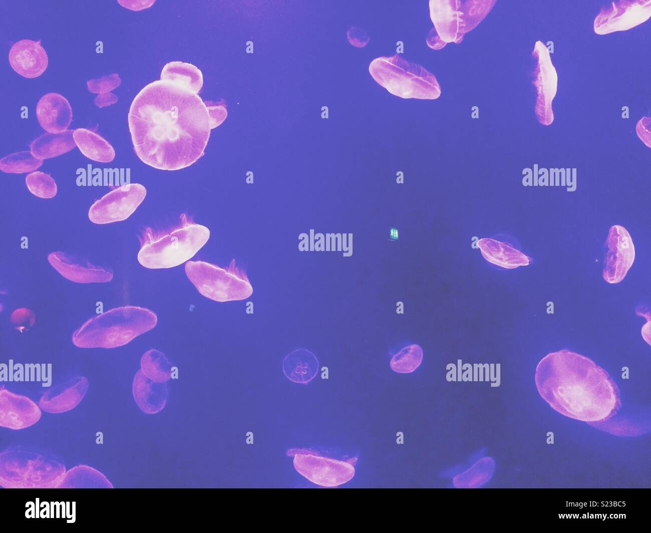 Pink and purple fish hi-res stock photography and images - Alamy