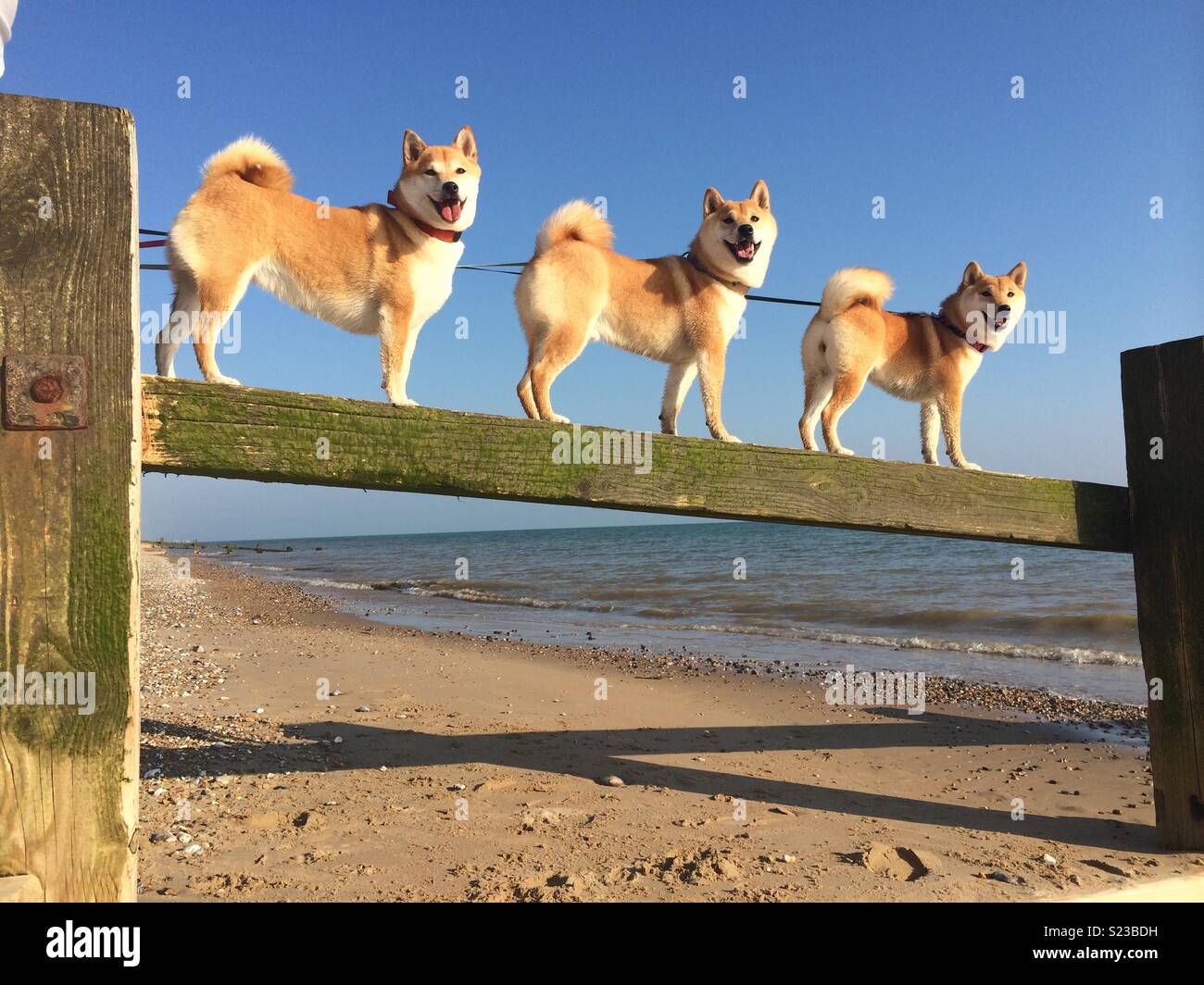 Inus Stock Photos Inus Stock Images Alamy