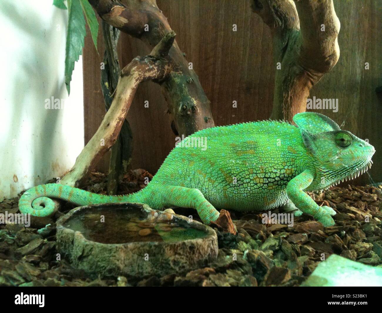 Whoopie my pet Chameleon Stock Photo