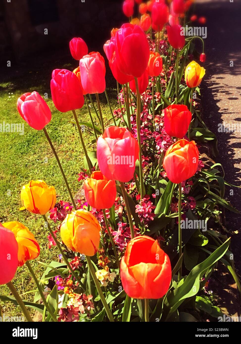 Blooming tulips in spring sunshine - Smartphone Captured Stock Image