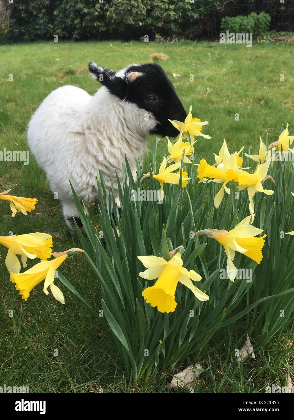 Lamb with spring flowers hi-res stock photography and images - Alamy