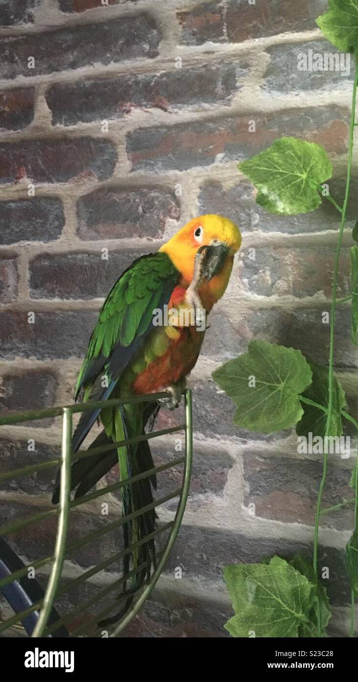 Conure parrot Stock Photo