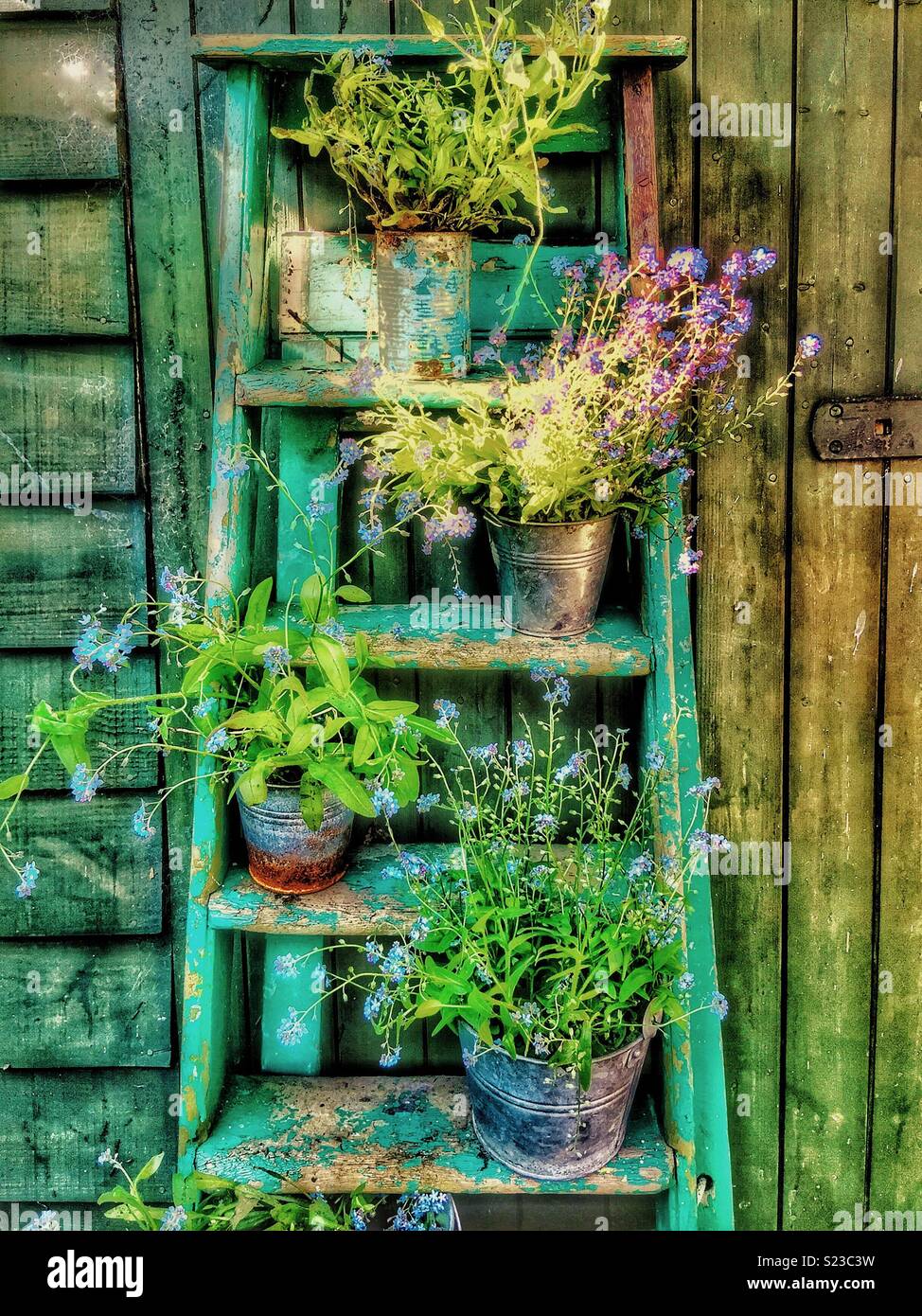 Garden ladder with flowers. - Smartphone Captured Stock Image