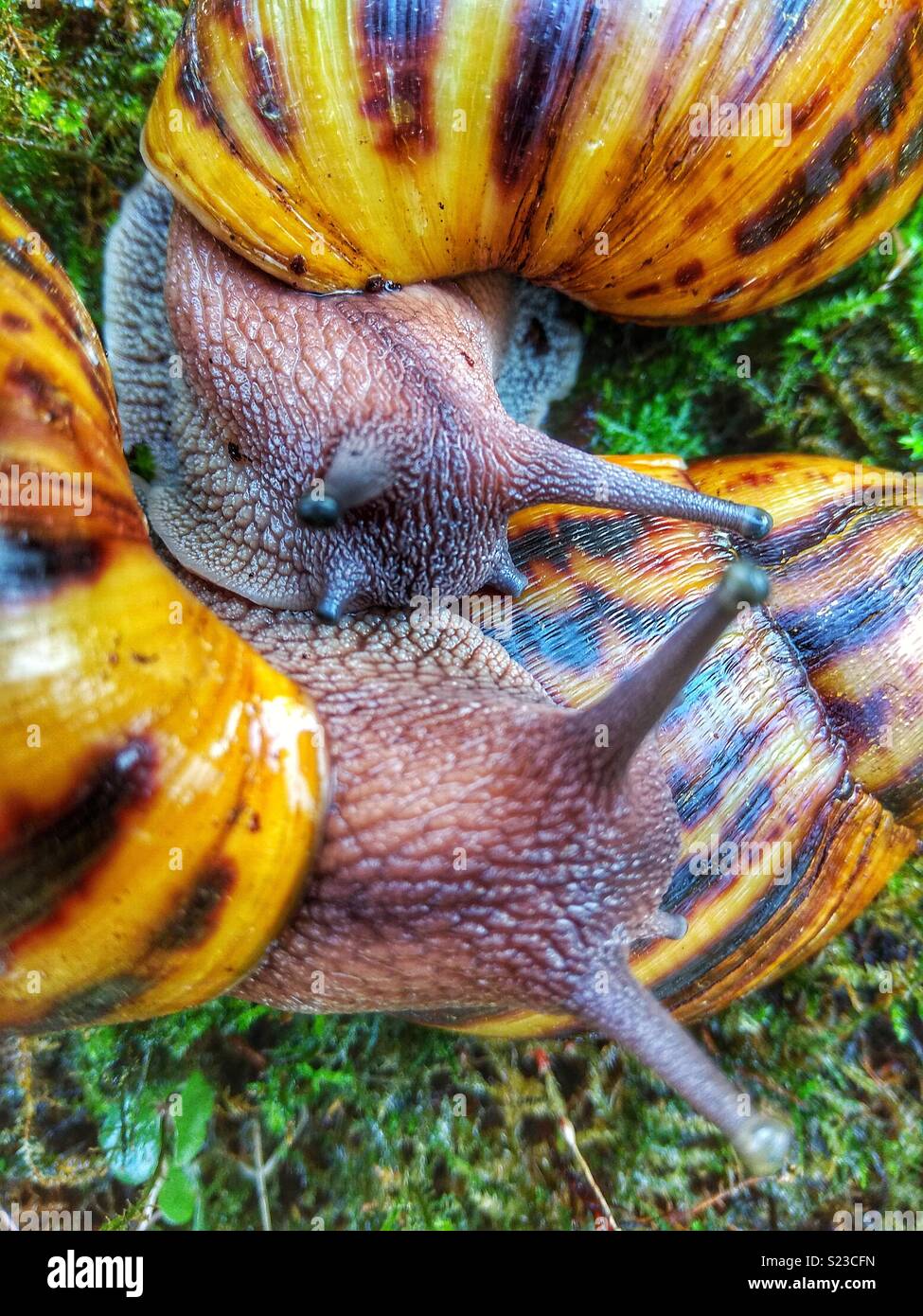 Giant Ghana African tiger snails (Achatina achatina) - Smartphone Captured Stock Image