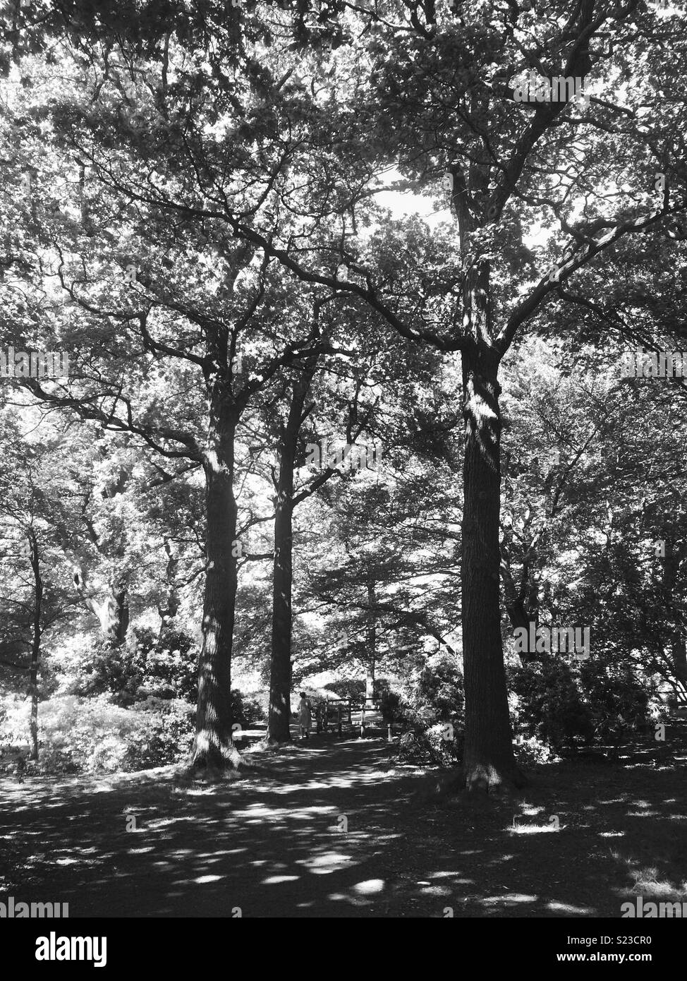 Trees Isabella plantation Richmond park Surrey uk - Smartphone Captured Stock Image