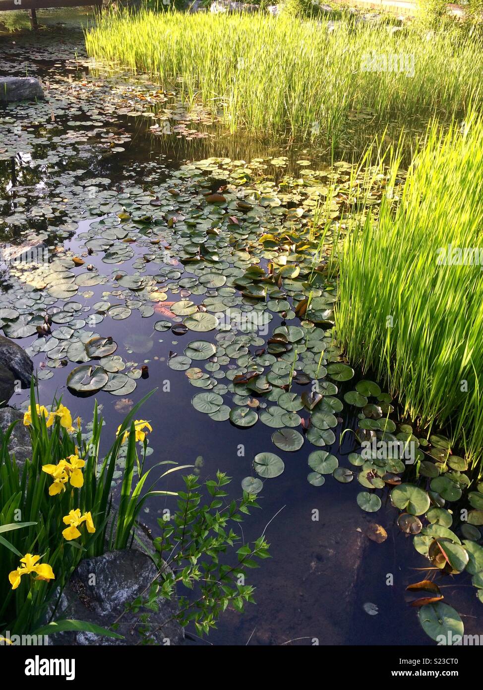 Lily pad pond Stock Photo Alamy