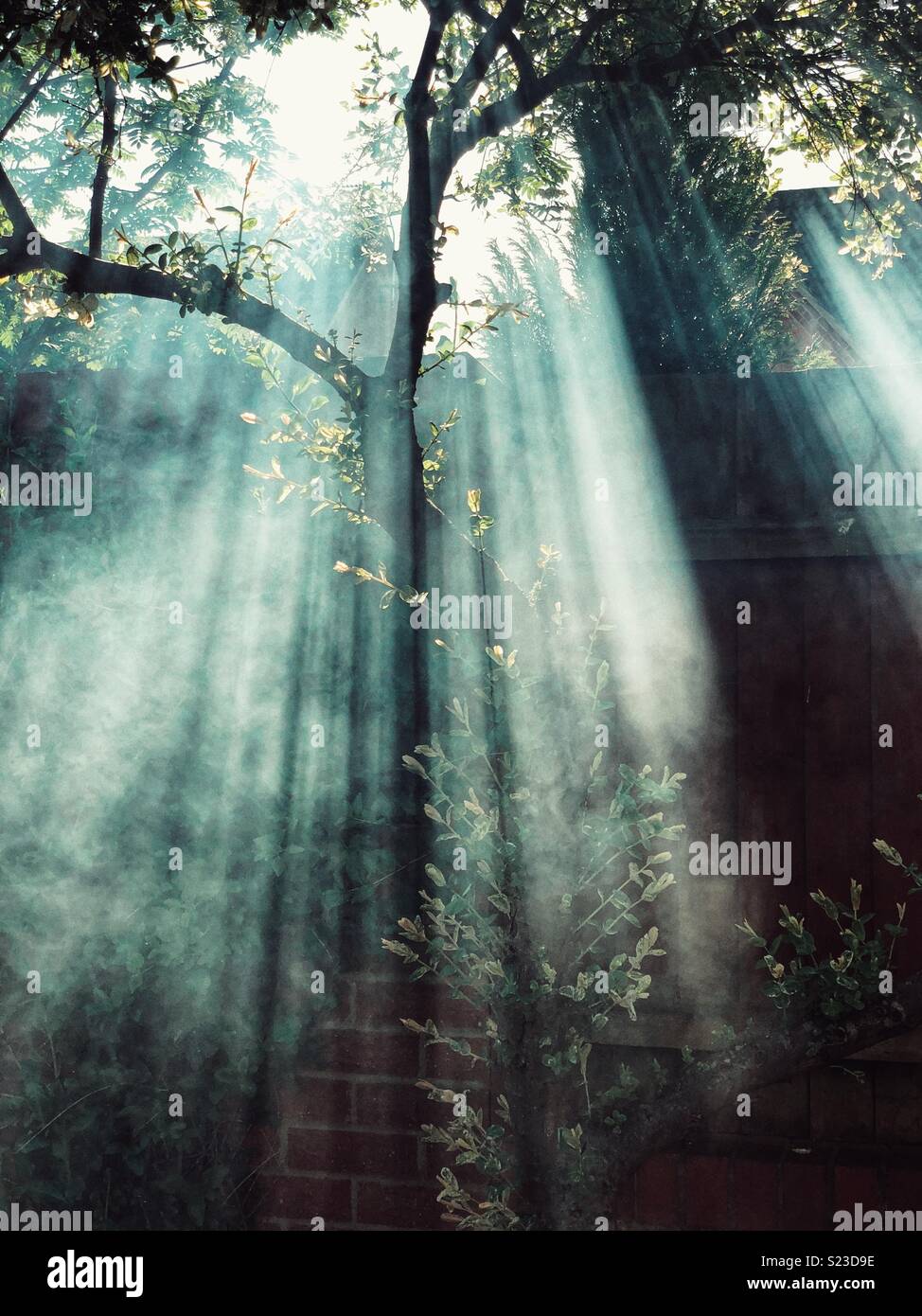 Shafts of light through garden smoke - Smartphone Captured Stock Image