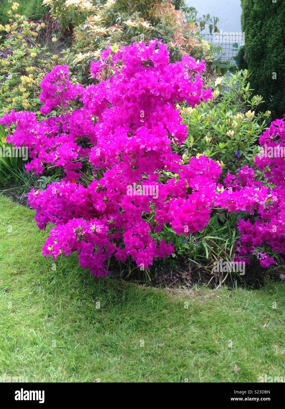 Azalea Stock Photos Azalea Stock Images Page 3 Alamy