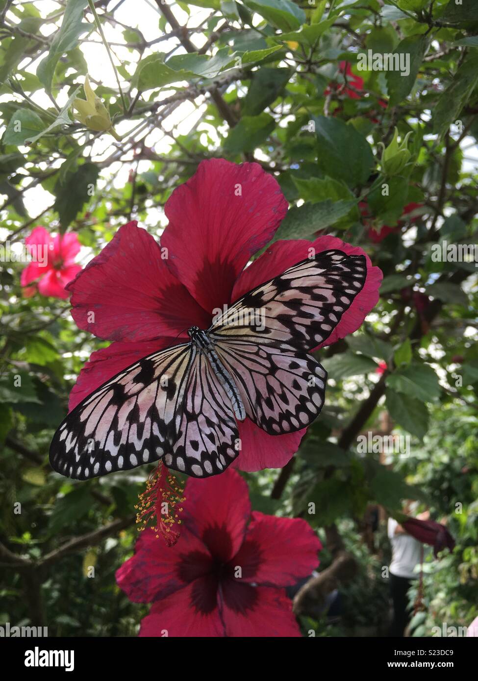 Black and white butterfly hires stock photography and images Alamy