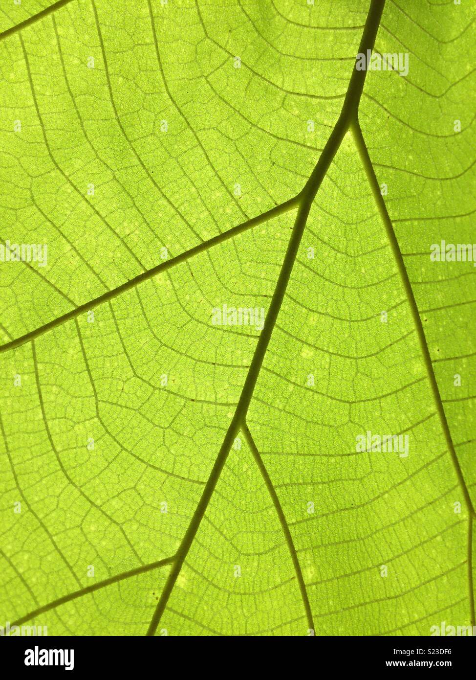 Teak tree leaf - Smartphone Captured Stock Image