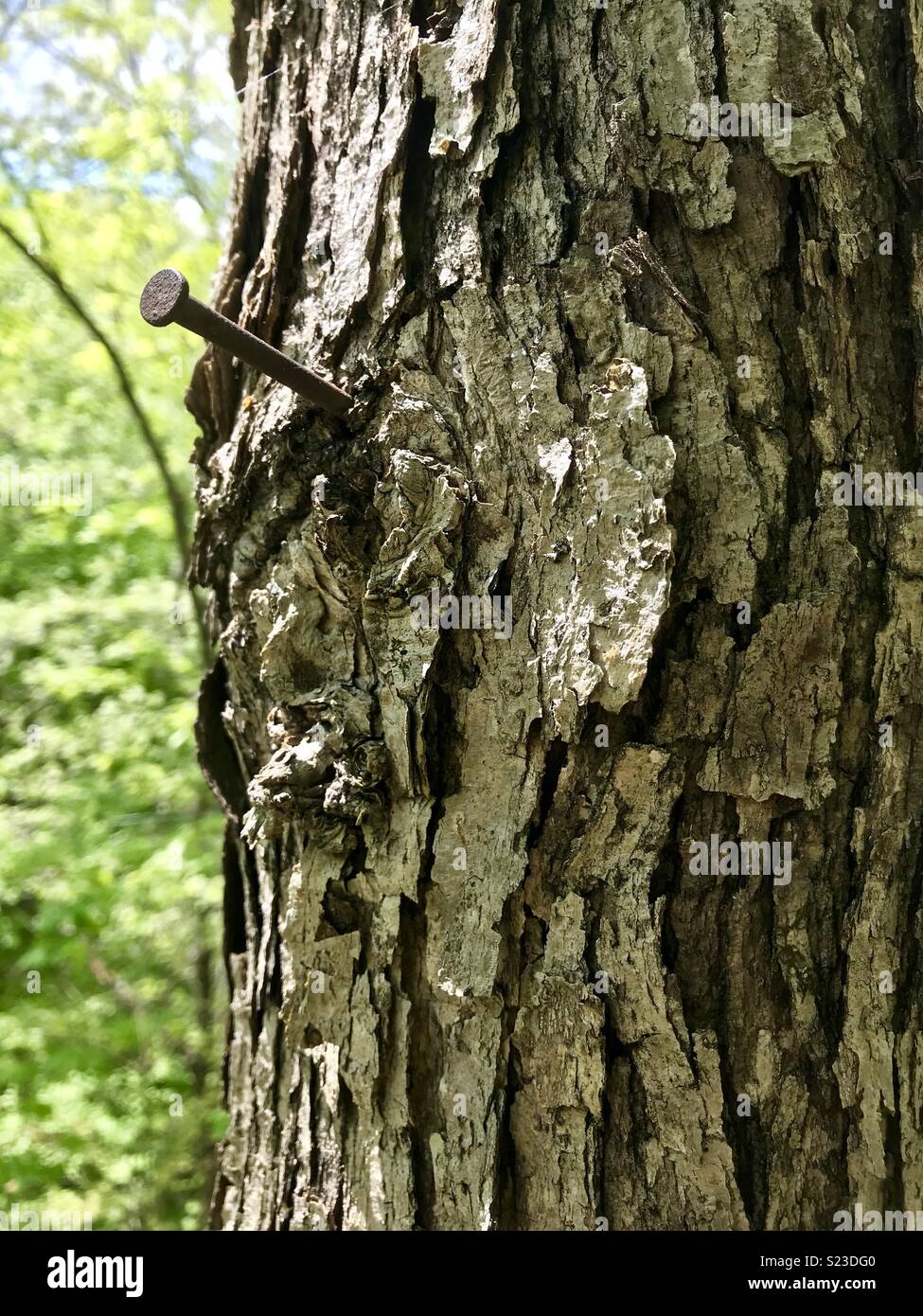 Nail in a tree Stock Photo Alamy