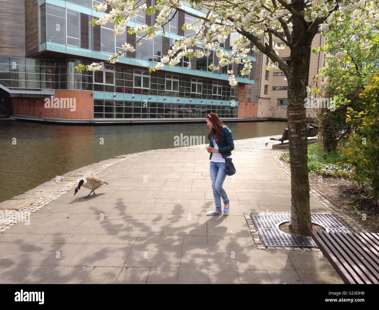 Goose in Manchester Ancoats in spring Stock Photo - Alamy