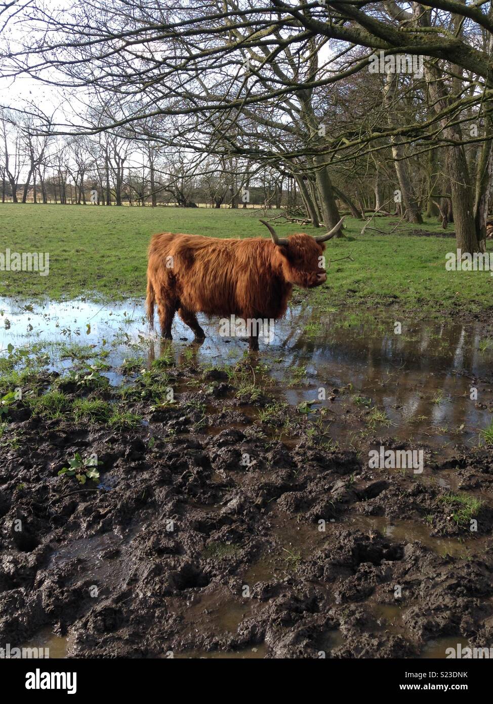Bull in the mud Stock Photo