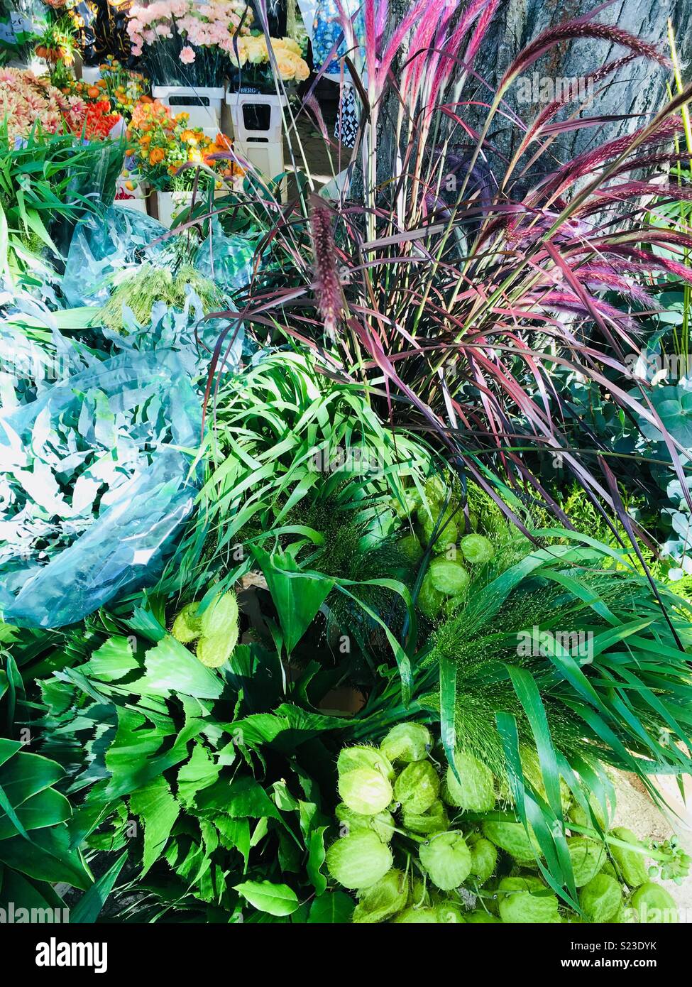 Greenery fresh hires stock photography and images Alamy