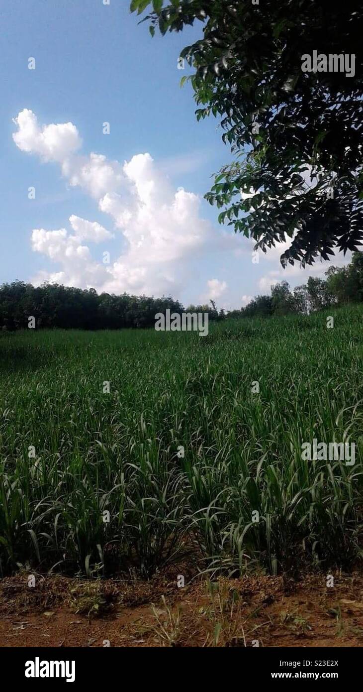 Sugarcane plantation in nong bua lamphu Thailand August 2017 Stock Photo