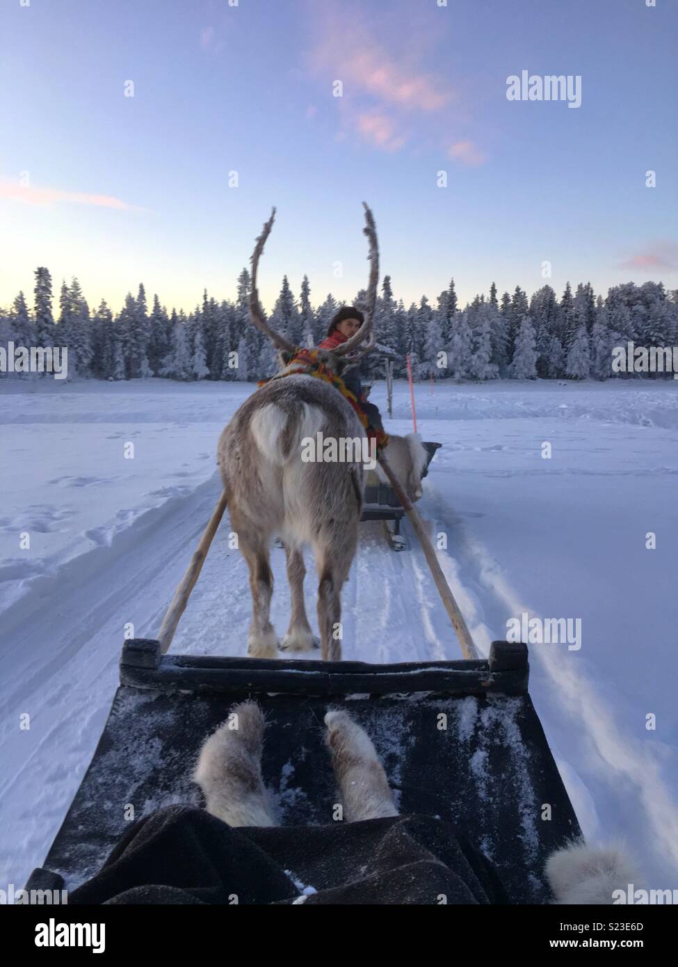 Reindeer sleigh ride Stock Photo Alamy