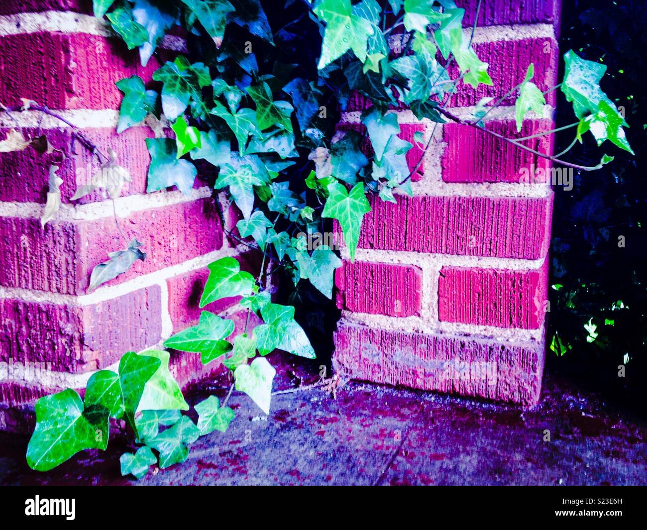 Magenta emphasized photo of ivy growing on brick columns Stock Photo