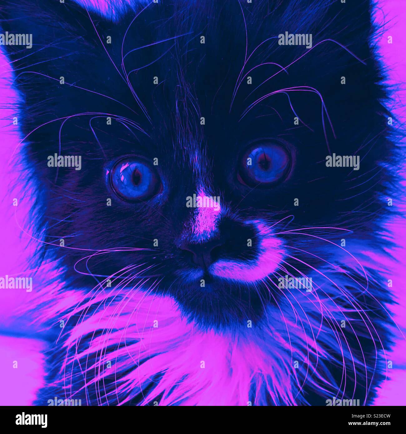 Close up of a kitten in purple Pop Art style Stock Photo